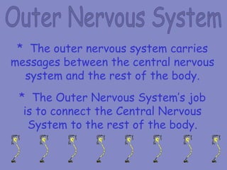 * The Outer Nervous System’s job
is to connect the Central Nervous
System to the rest of the body.
* The outer nervous system carries
messages between the central nervous
system and the rest of the body.
 