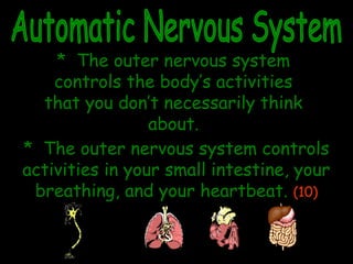 * The outer nervous system
controls the body’s activities
that you don’t necessarily think
about.
* The outer nervous system controls
activities in your small intestine, your
breathing, and your heartbeat. (10)
controls
 