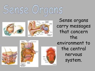 Sense organs
carry messages
that concern
the
environment to
the central
nervous
system.
 