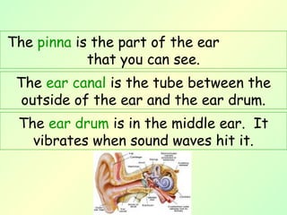 The ear canal is the tube between the
outside of the ear and the ear drum.
The ear drum is in the middle ear. It
vibrates when sound waves hit it.
The pinna is the part of the ear
that you can see.
 