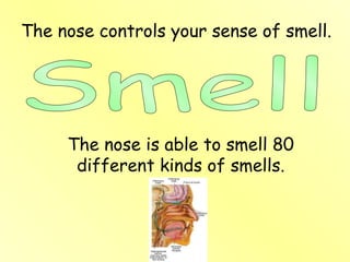 The nose controls your sense of smell.
The nose is able to smell 80
different kinds of smells.
 