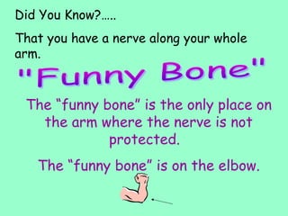 Did You Know?…..
That you have a nerve along your whole
arm.
The “funny bone” is the only place on
the arm where the nerve is not
protected.
The “funny bone” is on the elbow.
 