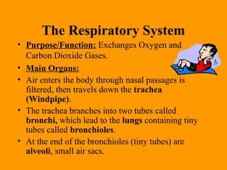 The Respiratory System
• Purpose/Function: Exchanges Oxygen and
Carbon Dioxide Gases.
• Main Organs:
• Air enters the body through nasal passages is
filtered, then travels down the trachea
(Windpipe).
• The trachea branches into two tubes called
bronchi, which lead to the lungs containing tiny
tubes called bronchioles.
• At the end of the bronchioles (tiny tubes) are
alveoli, small air sacs.
 