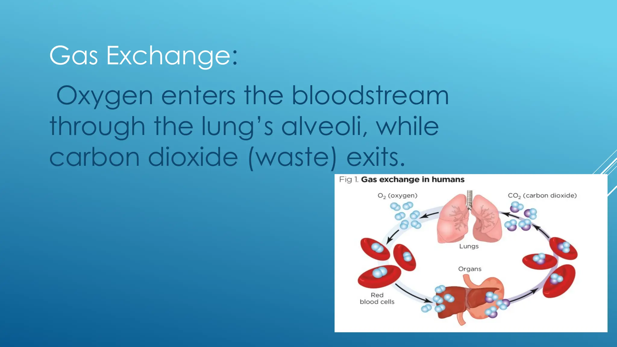 Gas Exchange:
Oxygen enters the bloodstream
through the lung’s alveoli, while
carbon dioxide (waste) exits.
 