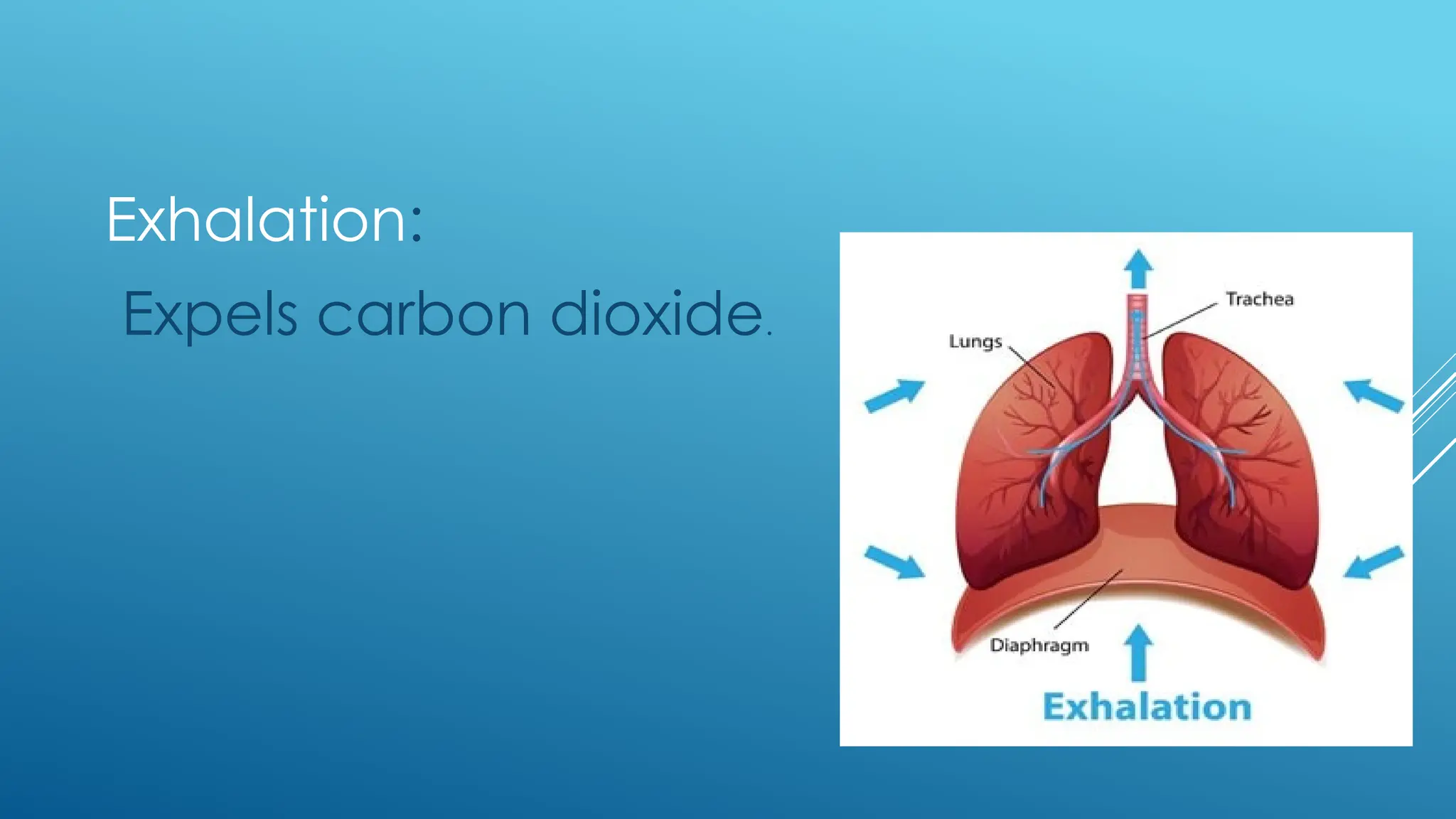 Exhalation:
Expels carbon dioxide.
 