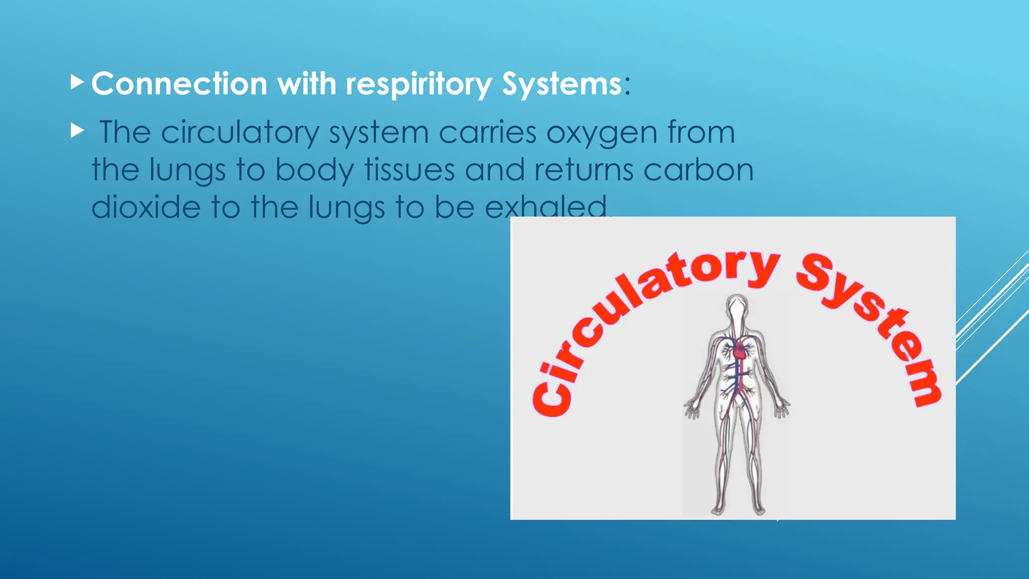 Connection with respiritory Systems:
 The circulatory system carries oxygen from
the lungs to body tissues and returns carbon
dioxide to the lungs to be exhaled.
 