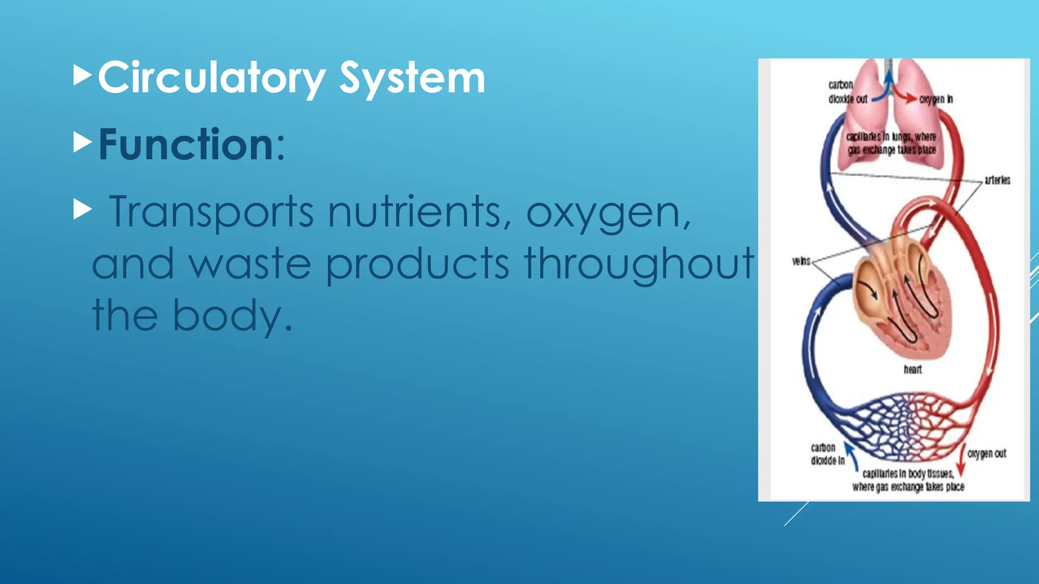Circulatory System
Function:
 Transports nutrients, oxygen,
and waste products throughout
the body.
 