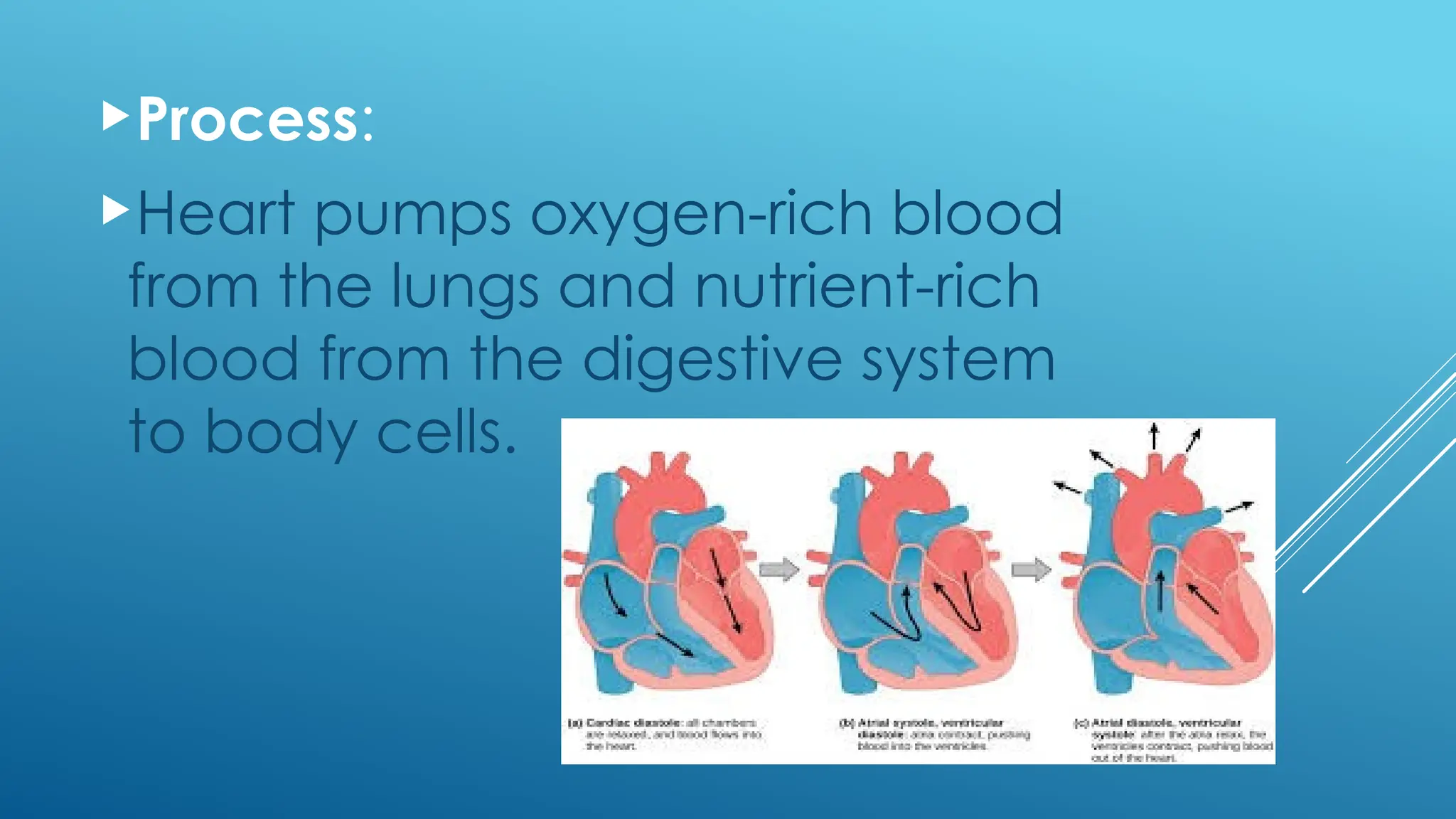 Process:
Heart pumps oxygen-rich blood
from the lungs and nutrient-rich
blood from the digestive system
to body cells.
 