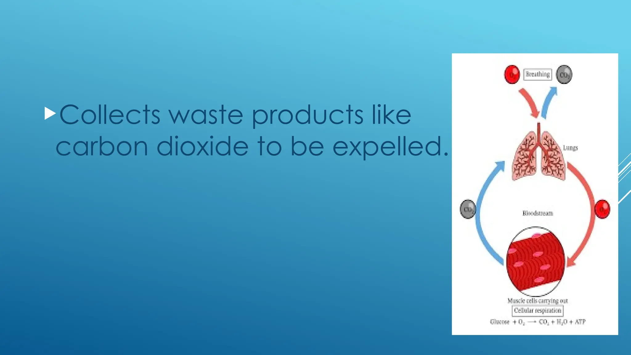 Collects waste products like
carbon dioxide to be expelled.
 