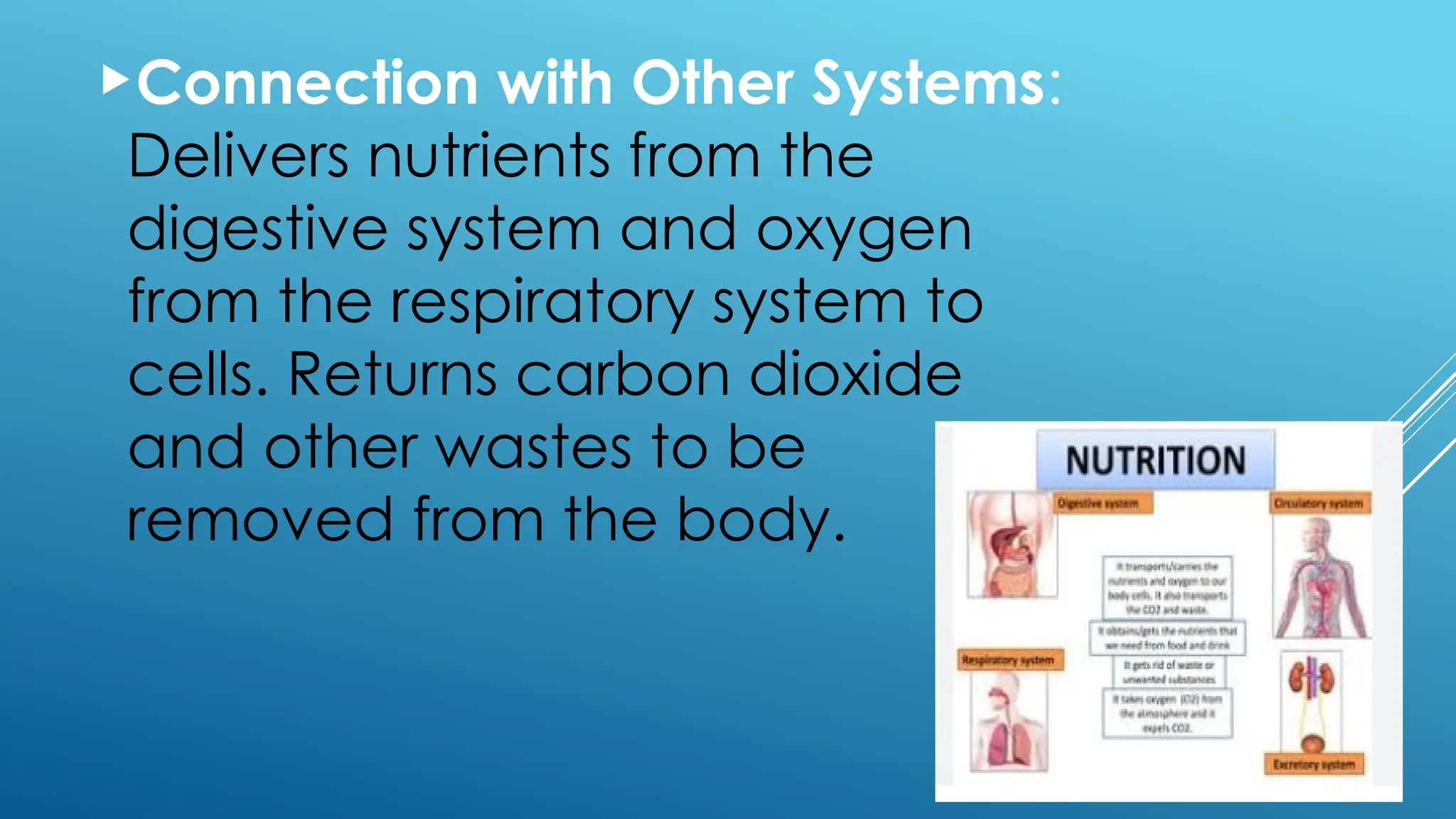Connection with Other Systems:
Delivers nutrients from the
digestive system and oxygen
from the respiratory system to
cells. Returns carbon dioxide
and other wastes to be
removed from the body.
 