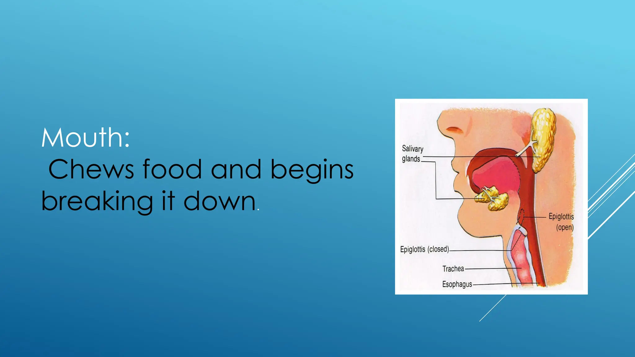 Mouth:
Chews food and begins
breaking it down.
 
