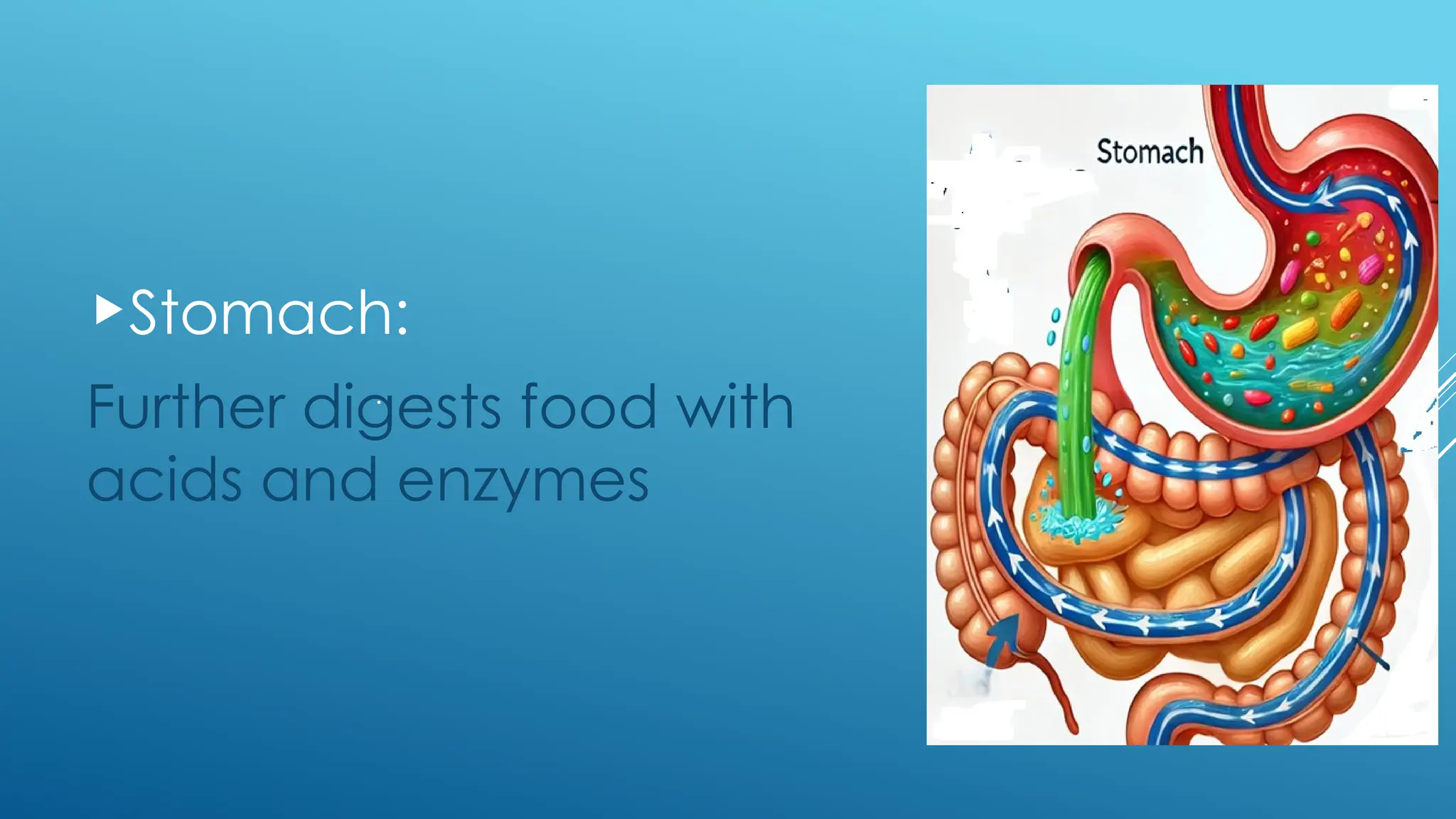 Stomach:
Further digests food with
acids and enzymes
.
 