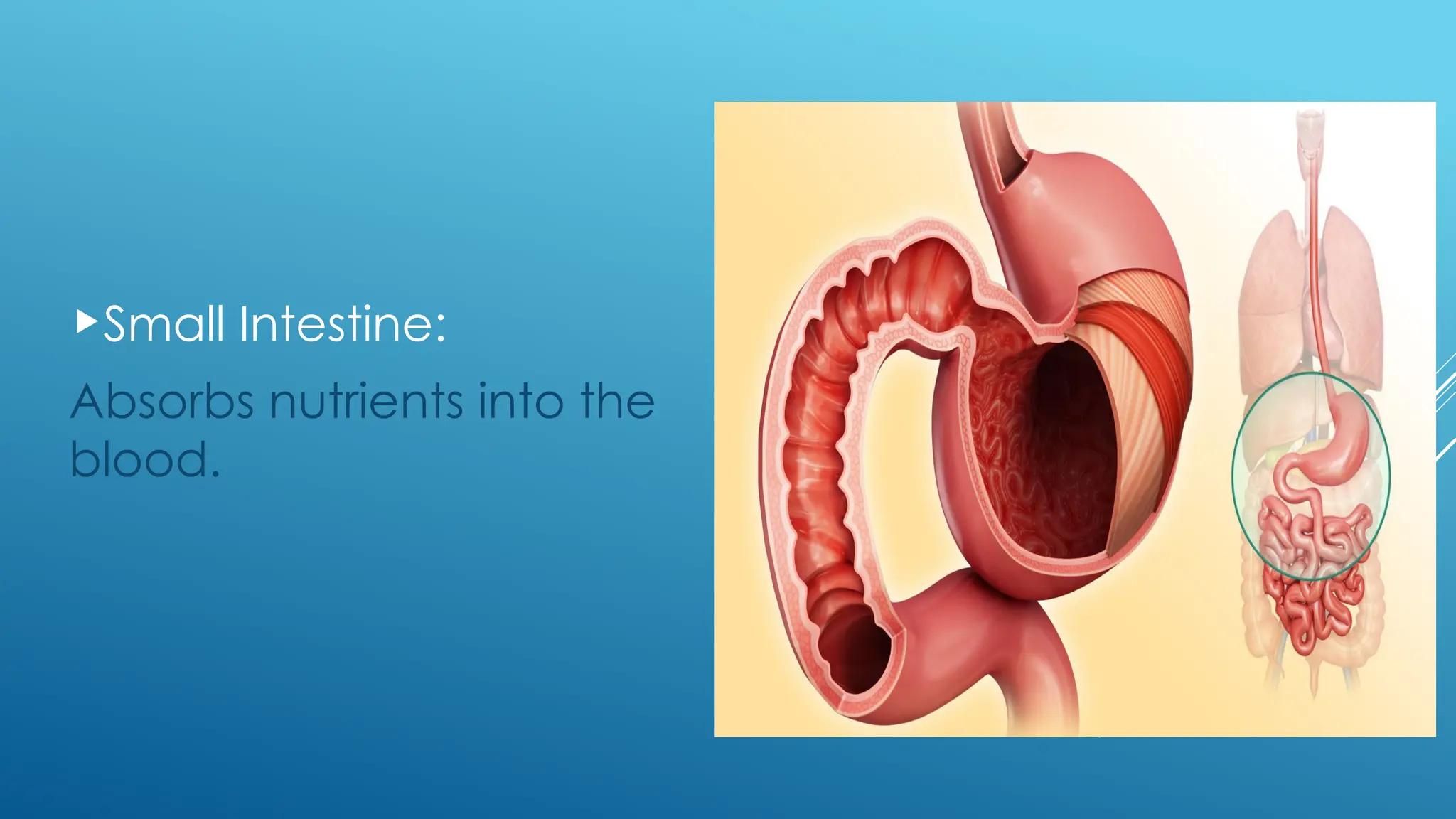 Small Intestine:
Absorbs nutrients into the
blood.
 
