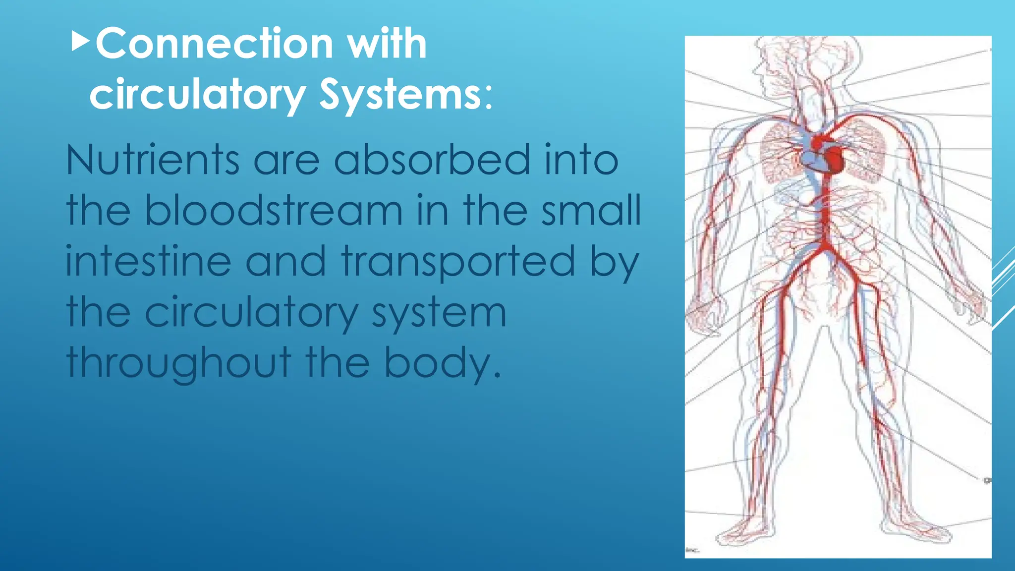 Connection with
circulatory Systems:
Nutrients are absorbed into
the bloodstream in the small
intestine and transported by
the circulatory system
throughout the body.
 