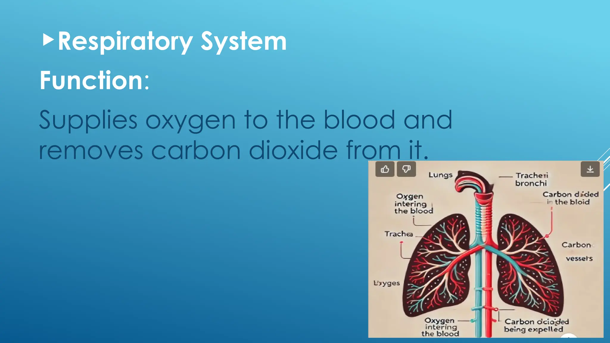 Respiratory System
Function:
Supplies oxygen to the blood and
removes carbon dioxide from it.
 