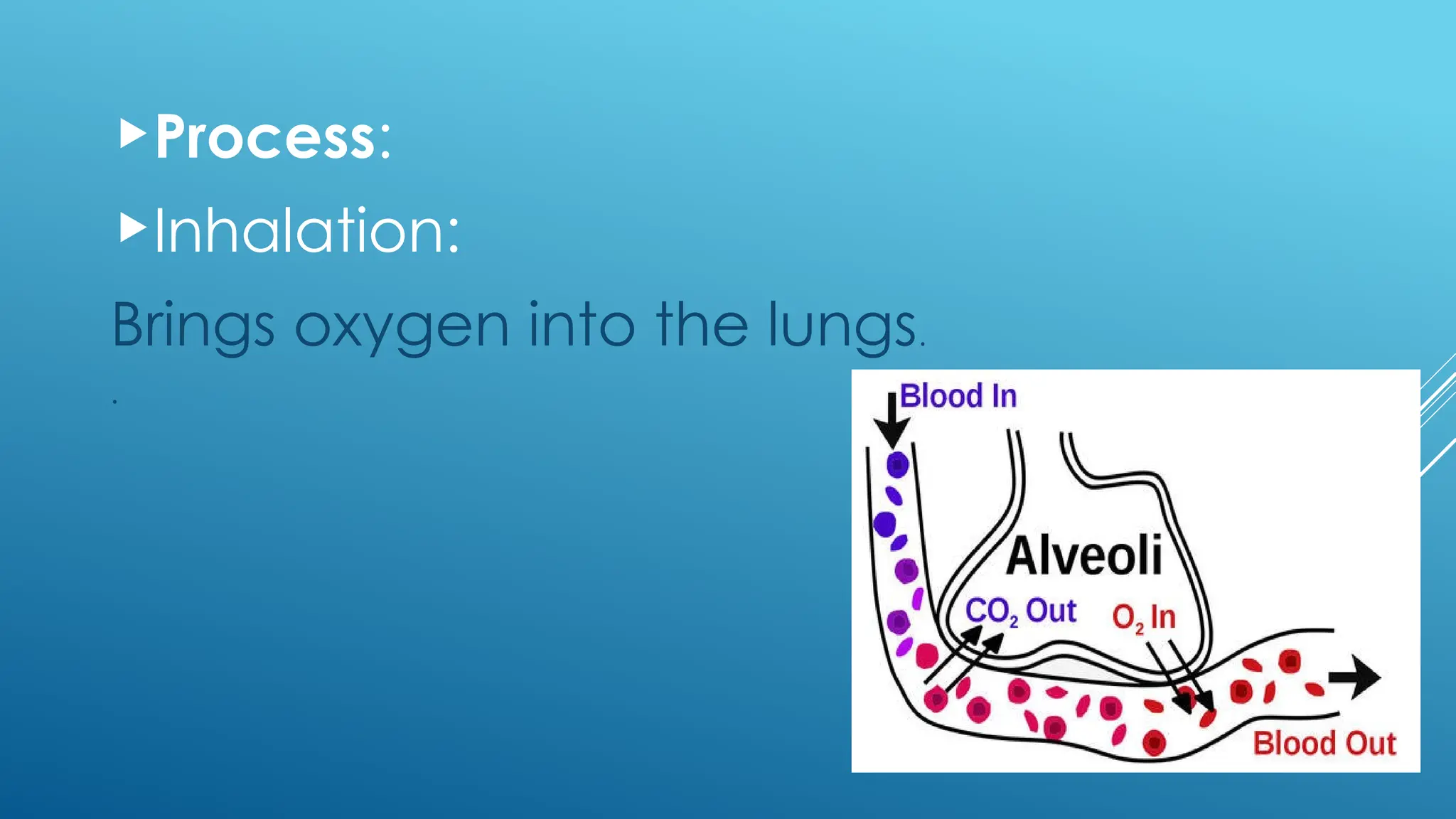 Process:
Inhalation:
Brings oxygen into the lungs.
.
 