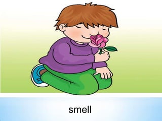 smell

 