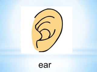 ear

 