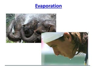 Evaporation
 
