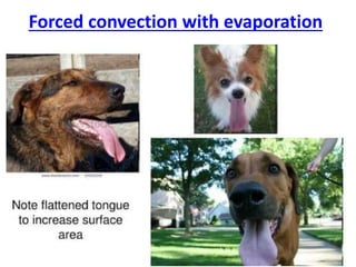 Forced convection with evaporation
 