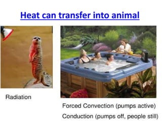 Heat can transfer into animal
 