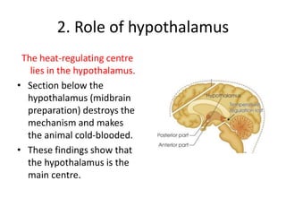 2. Role of hypothalamus
The heat-regulating centre
lies in the hypothalamus.
• Section below the
hypothalamus (midbrain
preparation) destroys the
mechanism and makes
the animal cold-blooded.
• These findings show that
the hypothalamus is the
main centre.
 