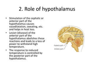 2. Role of hypothalamus
• Stimulation of the cephalic or
anterior part of the
hypothalamus causes
vasodilatation, sweating, etc.
and helps in heat loss.
• Lesion (disease) of the
anterior part of the
hypothalamus abolishes these
reactions and leads to a loss of
power to withstand high
temperature.
• The response to reduced
temperature is controlled by
the posterior part of the
hypothalamus.
 