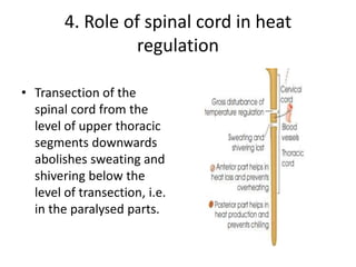 4. Role of spinal cord in heat
regulation
• Transection of the
spinal cord from the
level of upper thoracic
segments downwards
abolishes sweating and
shivering below the
level of transection, i.e.
in the paralysed parts.
 