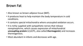 Brown Fat
• Also known as brown adipose tissue (BAT).
• It produces heat to help maintain the body temperature in cold
conditions.
• It contains special mitochondria where uncoupled oxidation occurs.
• It is richly supplied with sympathetic nerves that release
norepinephrine, which causes expression of mitochondrial
uncoupling protein 1 (UCP1, also called thermogenin) and increases
thermogenesis.
• Most abundant in infants and decreases with age.
 