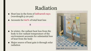 Body temperature Regulation In detail and complete. | PPTX
