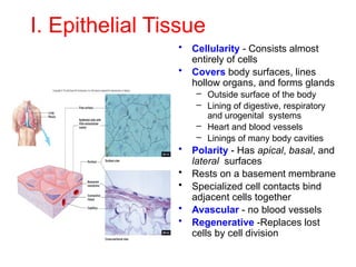 Body Lineing anatomy and physiology Body tissue.pptx