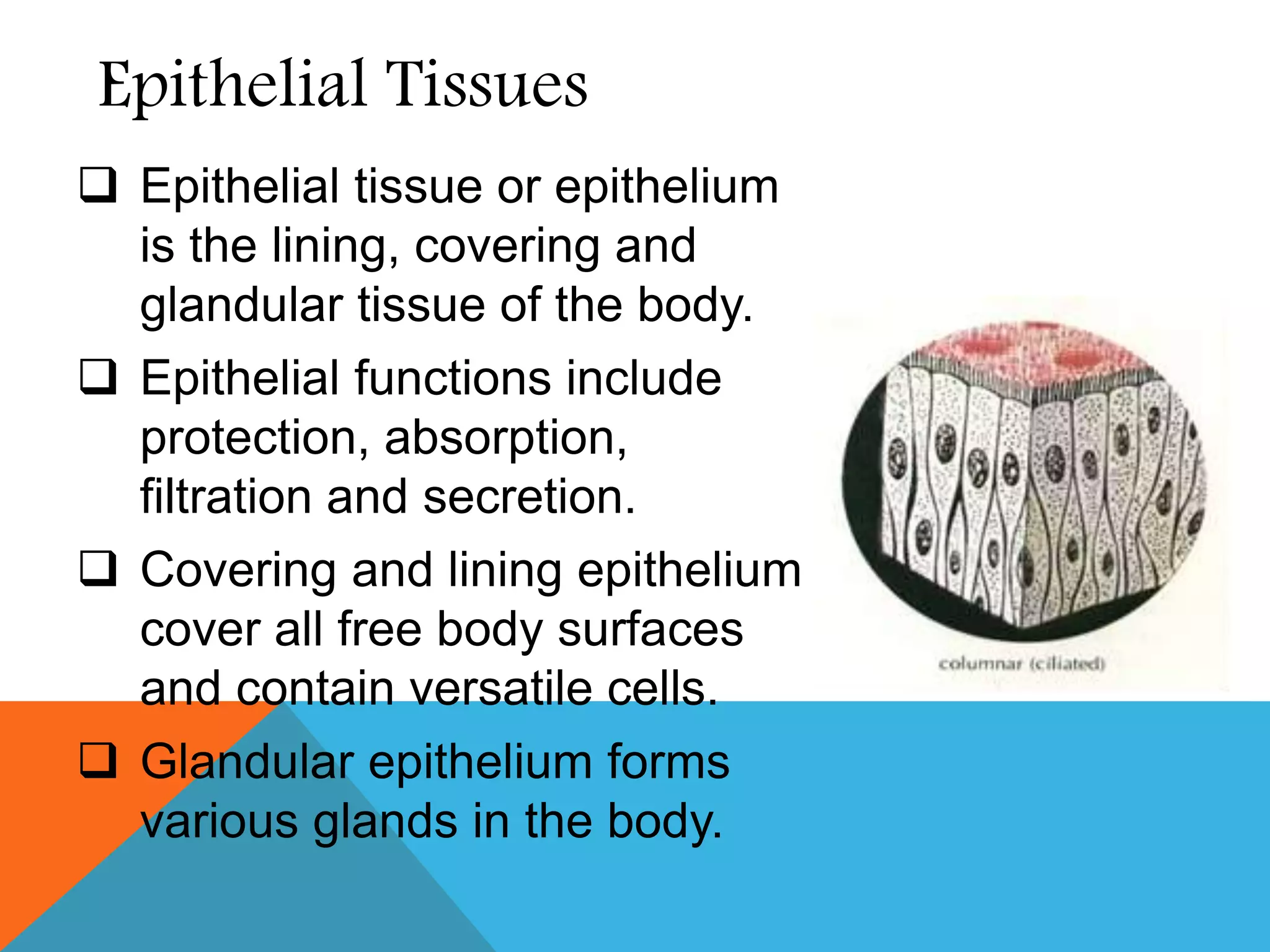 Ppt Tissues Of The Body Part 1 Powerpoint Presentation PPT Tissues