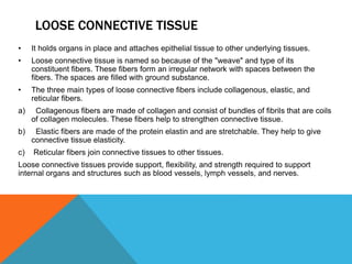 LOOSE CONNECTIVE TISSUE
• It holds organs in place and attaches epithelial tissue to other underlying tissues.
• Loose connective tissue is named so because of the "weave" and type of its
constituent fibers. These fibers form an irregular network with spaces between the
fibers. The spaces are filled with ground substance.
• The three main types of loose connective fibers include collagenous, elastic, and
reticular fibers.
a) Collagenous fibers are made of collagen and consist of bundles of fibrils that are coils
of collagen molecules. These fibers help to strengthen connective tissue.
b) Elastic fibers are made of the protein elastin and are stretchable. They help to give
connective tissue elasticity.
c) Reticular fibers join connective tissues to other tissues.
Loose connective tissues provide support, flexibility, and strength required to support
internal organs and structures such as blood vessels, lymph vessels, and nerves.
 