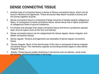 DENSE CONNECTIVE TISSUE
1. Another type of connective tissue is dense or fibrous connective tissue, which can be
found in tendons and ligaments. These structures help attach muscles to bones and
link bones together at joints.
2. Dense connective tissue is composed of large amounts of closely packed collagenous
fibers. In comparison to loose connective tissue, dense tissue has a higher proportion
of collagenous fibers to ground substance.
3. It is thicker and stronger than loose connective tissue and forms a protective capsule
layer around organs such as the liver and kidneys.
4. Dense connective tissue can be categorized into dense regular, dense irregular, and
elastic connective tissues.
5. Dense regular: Tendons and ligaments are examples of dense regular connective
tissue.
6. Dense irregular: Much of the dermis layer of the skin is composed of dense irregular
connective tissue. The membrane capsule surrounding several organs is also dense
irregular tissue.
7. Elastic: These tissues enable stretching in structures such as arteries, vocal cords,
the trachea, and bronchial tubes in the lungs.
 
