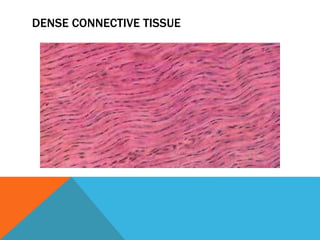 DENSE CONNECTIVE TISSUE
 