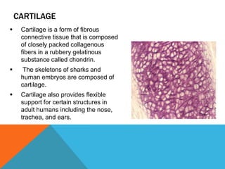  Cartilage is a form of fibrous
connective tissue that is composed
of closely packed collagenous
fibers in a rubbery gelatinous
substance called chondrin.
 The skeletons of sharks and
human embryos are composed of
cartilage.
 Cartilage also provides flexible
support for certain structures in
adult humans including the nose,
trachea, and ears.
CARTILAGE
 