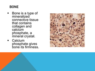 Bone is a type of
mineralized
connective tissue
that contains
collagen and
calcium
phosphate, a
mineral crystal.
 Calcium
phosphate gives
bone its firmness.
BONE
 