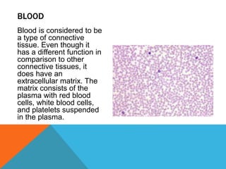Blood is considered to be
a type of connective
tissue. Even though it
has a different function in
comparison to other
connective tissues, it
does have an
extracellular matrix. The
matrix consists of the
plasma with red blood
cells, white blood cells,
and platelets suspended
in the plasma.
BLOOD
 