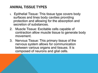 ANIMAL TISSUE TYPES
1. Epithelial Tissue: This tissue type covers body
surfaces and lines body cavities providing
protection and allowing for the absorption and
secretion of substances.
2. Muscle Tissue: Excitable cells capable of
contraction allow muscle tissue to generate body
movement.
3. Nervous Tissue: This primary tissue of the
nervous system allows for communication
between various organs and tissues. It is
composed of neurons and glial cells.
 