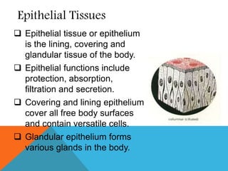  Epithelial tissue or epithelium
is the lining, covering and
glandular tissue of the body.
 Epithelial functions include
protection, absorption,
filtration and secretion.
 Covering and lining epithelium
cover all free body surfaces
and contain versatile cells.
 Glandular epithelium forms
various glands in the body.
Epithelial Tissues
 