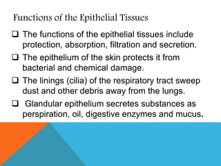Functions of the Epithelial Tissues
 The functions of the epithelial tissues include
protection, absorption, filtration and secretion.
 The epithelium of the skin protects it from
bacterial and chemical damage.
 The linings (cilia) of the respiratory tract sweep
dust and other debris away from the lungs.
 Glandular epithelium secretes substances as
perspiration, oil, digestive enzymes and mucus.
 
