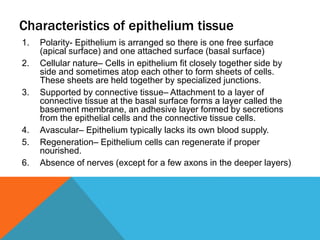 Characteristics of epithelium tissue
1. Polarity- Epithelium is arranged so there is one free surface
(apical surface) and one attached surface (basal surface)
2. Cellular nature– Cells in epithelium fit closely together side by
side and sometimes atop each other to form sheets of cells.
These sheets are held together by specialized junctions.
3. Supported by connective tissue– Attachment to a layer of
connective tissue at the basal surface forms a layer called the
basement membrane, an adhesive layer formed by secretions
from the epithelial cells and the connective tissue cells.
4. Avascular– Epithelium typically lacks its own blood supply.
5. Regeneration– Epithelium cells can regenerate if proper
nourished.
6. Absence of nerves (except for a few axons in the deeper layers)
 