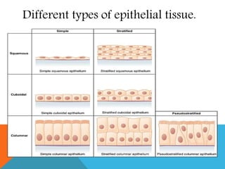 Different types of epithelial tissue.
 
