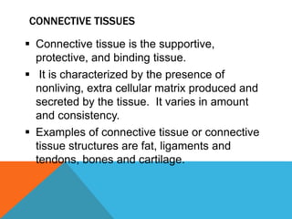 CONNECTIVE TISSUES
 Connective tissue is the supportive,
protective, and binding tissue.
 It is characterized by the presence of
nonliving, extra cellular matrix produced and
secreted by the tissue. It varies in amount
and consistency.
 Examples of connective tissue or connective
tissue structures are fat, ligaments and
tendons, bones and cartilage.
 