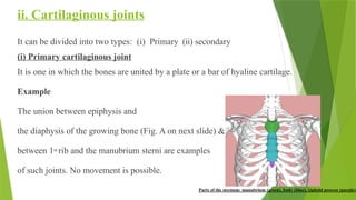 ii. Cartilaginous joints
It can be divided into two types: (i) Primary (ii) secondary
(i) Primary cartilaginous joint
It is one in which the bones are united by a plate or a bar of hyaline cartilage.
Example
The union between epiphysis and
the diaphysis of the growing bone (Fig. A on next slide) &
between 1st rib and the manubrium sterni are examples
of such joints. No movement is possible.
 