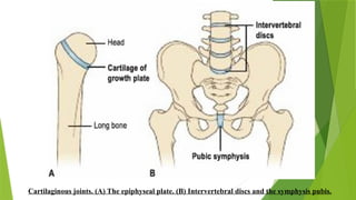 Cartilaginous joints. (A) The epiphyseal plate. (B) Intervertebral discs and the symphysis pubis.
 