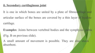 ii. Secondary cartilaginous joint
It is one in which bones are united by a plate of fibrocartilage and
articular surface of the bones are covered by a thin layer of hyaline
cartilage.
Examples: Joints between vertebral bodies and the symphysis pubis
(Fig. B on previous slide).
A small amount of movement is possible. They are also shock
absorbent.
 