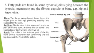 6. Fatty pads are found in some synovial joints lying between the
synovial membrane and the fibrous capsule or bone. e.g. hip and
knee joints.
•Ilium: This large, wing-shaped bone forms the
upper part of the hip, providing stability and
support for the joint.
•Ischium: The ischium is the lower and posterior
part of the hip bone. It forms the “sit bones” and
supports our body weight when we sit.
•Pubis: The pubis is the anterior part of the hip
bone and is responsible for connecting the two
hip bones at the front of the pelvis.
 
