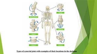 Types of synovial joint with examples of their locations in the skeleton
 