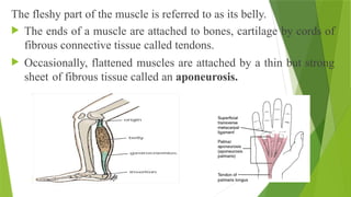 The fleshy part of the muscle is referred to as its belly.
 The ends of a muscle are attached to bones, cartilage by cords of
fibrous connective tissue called tendons.
 Occasionally, flattened muscles are attached by a thin but strong
sheet of fibrous tissue called an aponeurosis.
 